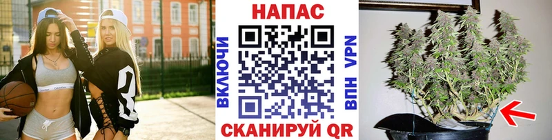 kraken как зайти  Боровск  Конопля сатива 
